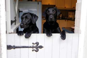 Your dogs will love this cottage.