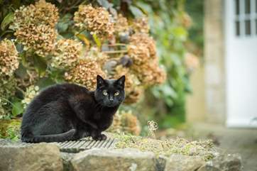 Look out for the owners lovely cat Simba.
