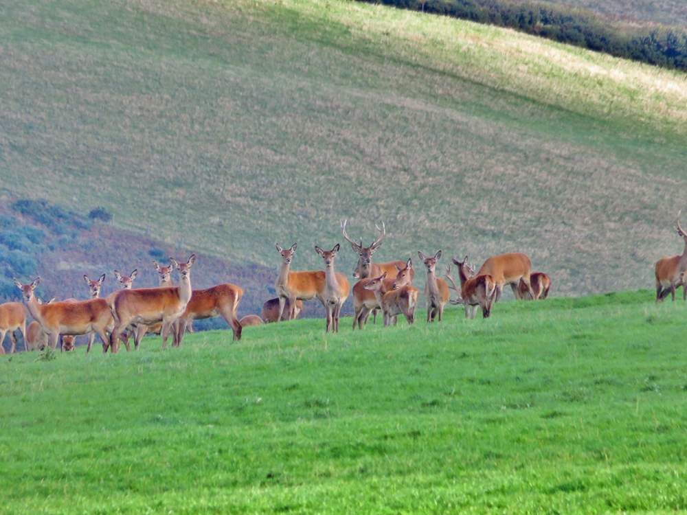 Whether you travel to Exmoor, or to the Quantocks for a beautiful moorland walk, you may very well happen upon a herd of Red Deer.  They're not quite as easy to spot as you might think!