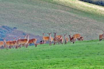Whether you travel to Exmoor, or to the Quantocks for a beautiful moorland walk, you may very well happen upon a herd of Red Deer. They're not quite as easy to spot as you might think!