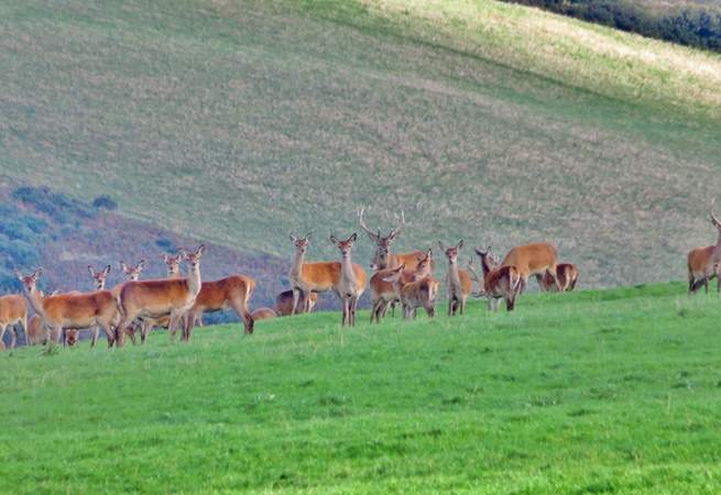Whether you travel to Exmoor, or to the Quantocks for a beautiful moorland walk, you may very well happen upon a herd of Red Deer.  They're not quite as easy to spot as you might think!