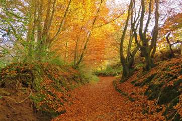 The Quantock hills and the moorland of Exmoor are wonderful places for a country walk, at any time of year. So pack your walking boots and a back-pack and venture out into the hills.