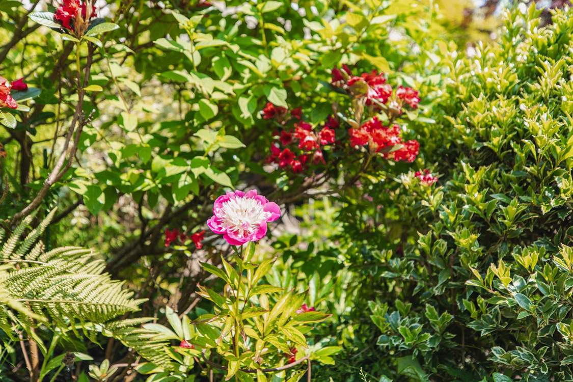 There is so much to look at in this stunning garden.