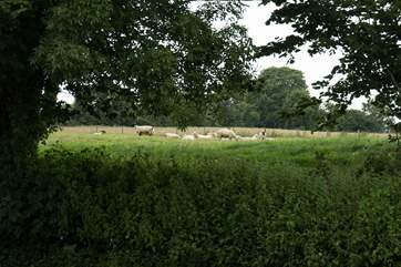 This is the view across the lane from the kitchen window.