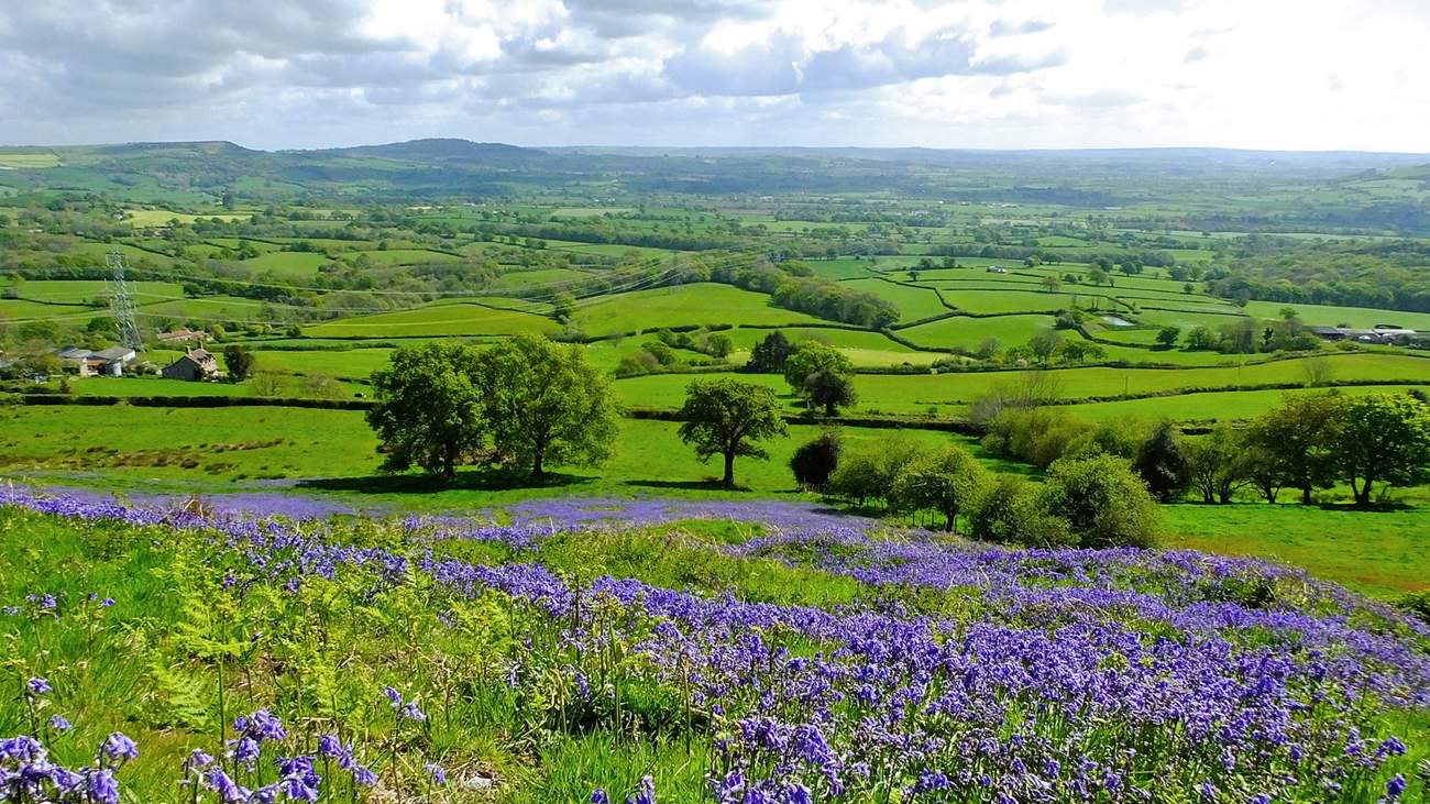 The countryside of Dorset has to be seen to be believed.  These are the bluebell-covered slopes near to Lambert's Castle, which is very near to the cottage.