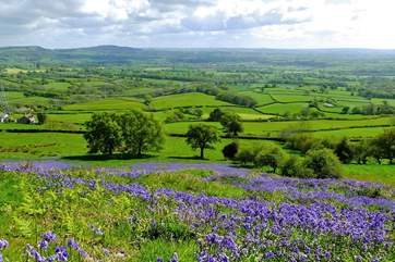 The countryside of Dorset has to be seen to be believed. These are the bluebell-covered slopes near to Lambert's Castle, which is very near to the cottage.