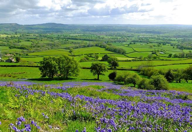 The countryside of Dorset has to be seen to be believed.  These are the bluebell-covered slopes near to Lambert's Castle, which is very near to the cottage.