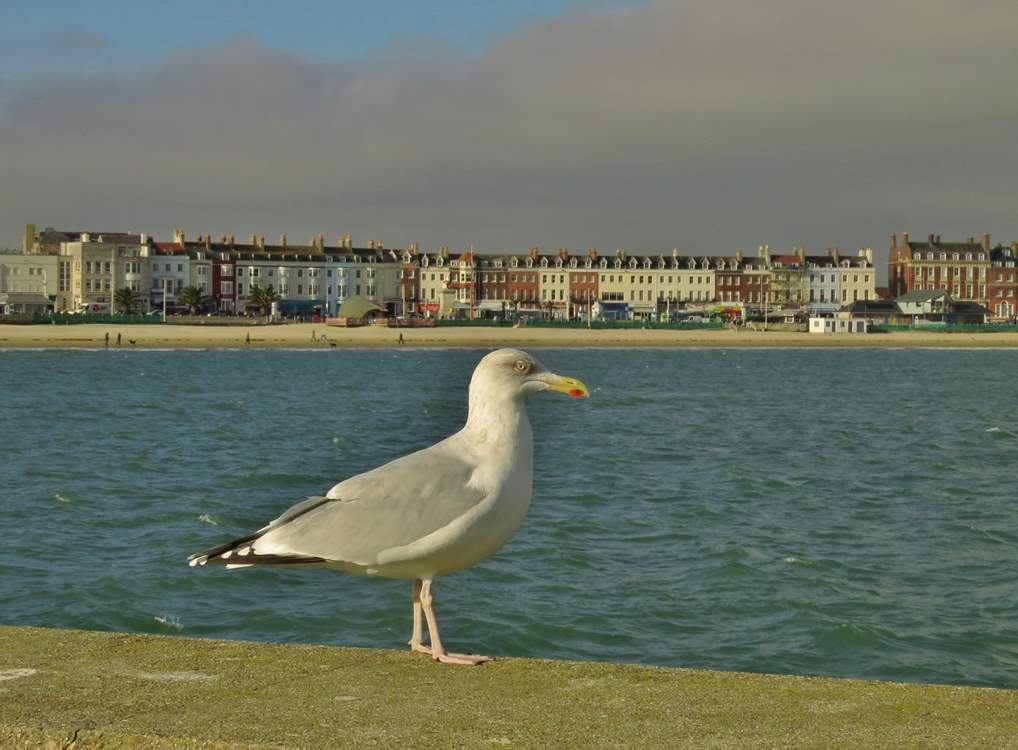 Travel along the scenic coast road to Weymouth and spend a day partaking in water sports, swimming or walking along the beautiful sandy beach.