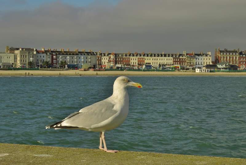 Travel along the scenic coast road to Weymouth and spend a day partaking in water sports, swimming or walking along the beautiful sandy beach.