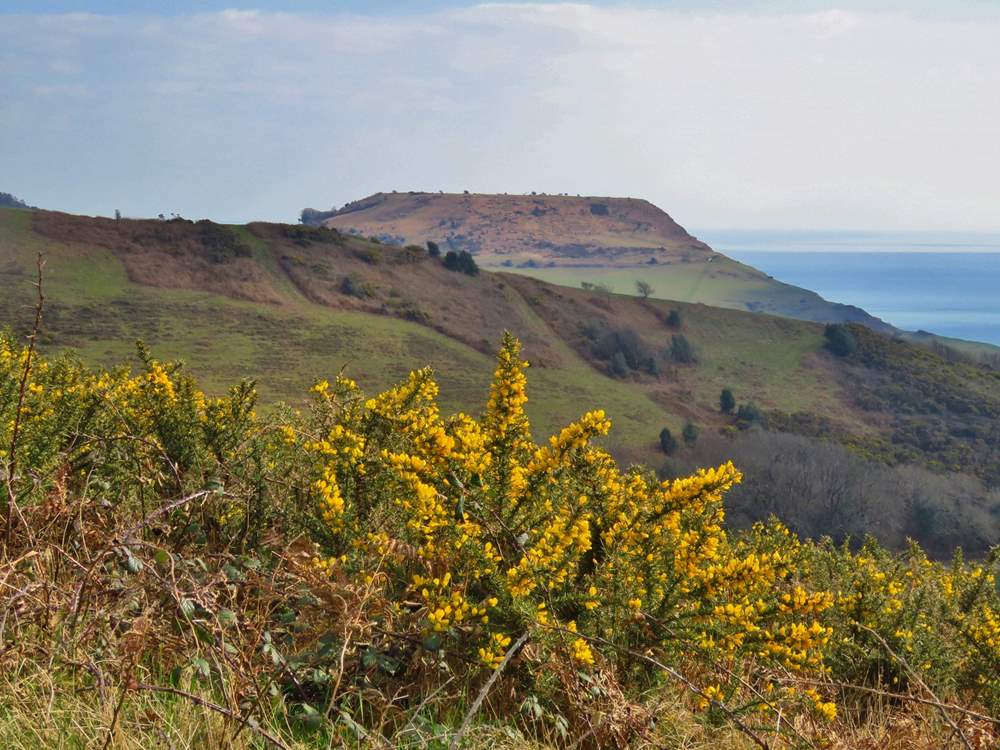 Walk for miles and miles in the wonderful scenery of the National Trust Golden Cap estate.
