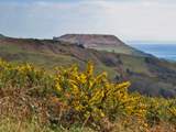 Walk for miles and miles in the wonderful scenery of the National Trust Golden Cap estate.