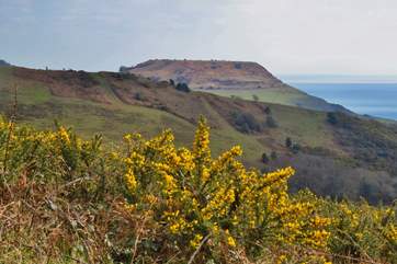Walk for miles and miles in the wonderful scenery of the National Trust Golden Cap estate.