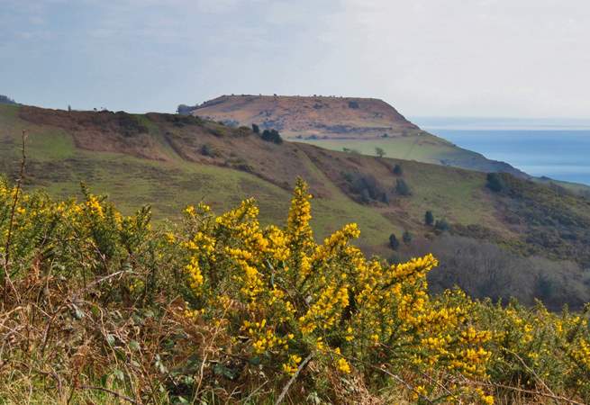 Walk for miles and miles in the wonderful scenery of the National Trust Golden Cap estate.