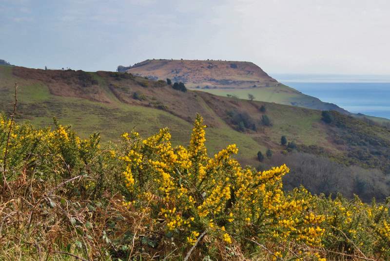 Walk for miles and miles in the wonderful scenery of the National Trust Golden Cap estate.