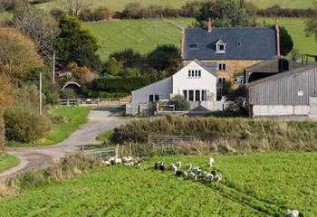 The Dairy is a lovely barn conversion (the white building) within the grounds of Doghouse Farm, right on the Jurassic Coast with a track leading through the fields to the beach.