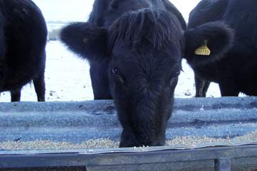Some of the inhabitants at Largin Farm on a cold, snowy day.