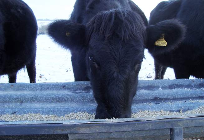 Some of the inhabitants at Largin Farm on a cold, snowy day.