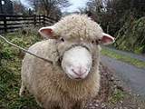 Another woolly member of Largin Farm.