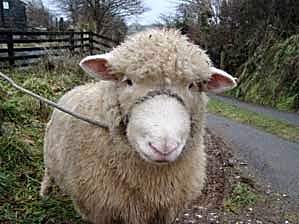 Another woolly member of Largin Farm.
