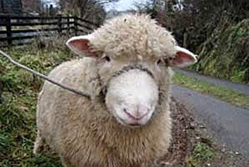 Another woolly member of Largin Farm.