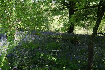 The neighbouring woods in springtime, a lovely place to walk.