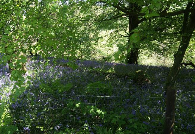 The neighbouring woods in springtime, a lovely place to walk.