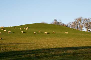 Take care around livestock, and dogs should always be on the lead if stock are close by.