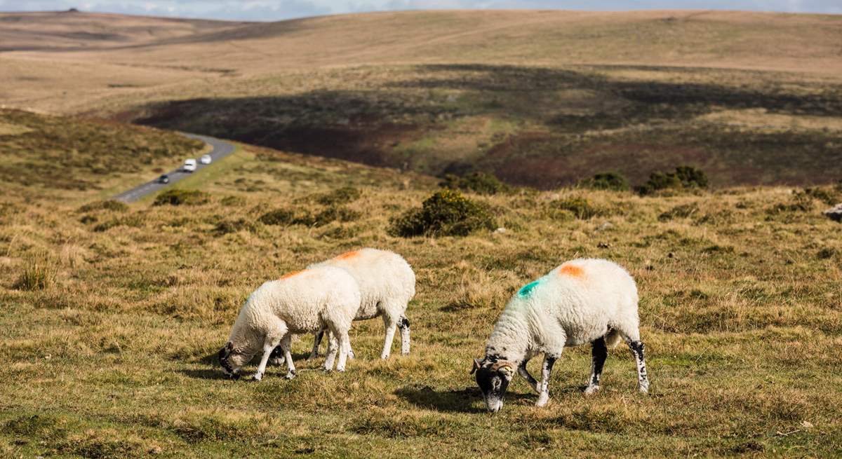 Bring your walking boots and discover the wild expanse of Dartmoor.