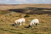 Bring your walking boots and discover the wild expanse of Dartmoor.