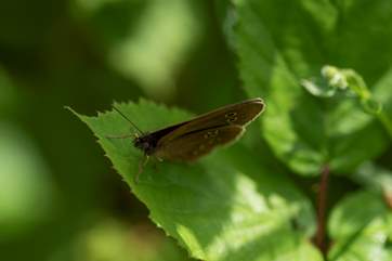 Perhaps you will see a butterfly