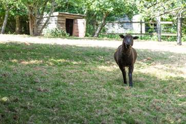 The owners keep some friendly sheep on-site.