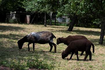 Grazing in the sunshine.