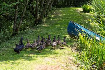 Ducks call the grounds home as well.