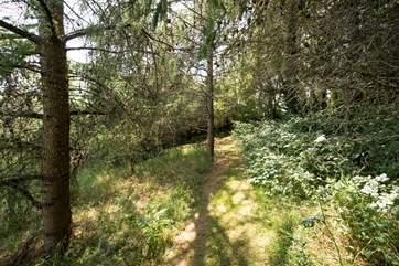 Follow the path to Poppy Yurt - your adventure begins!