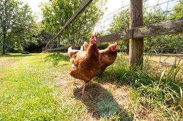 And chickens too.
