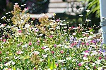 Pretty flowers in the garden.