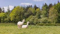 Say hello to your friendly neighbours! Please keep your four-legged friend(s) on a lead around animals and livestock.