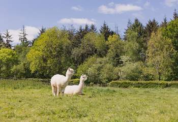 Say hello to your friendly neighbours! Please keep your four-legged friend(s) on a lead around animals and livestock.