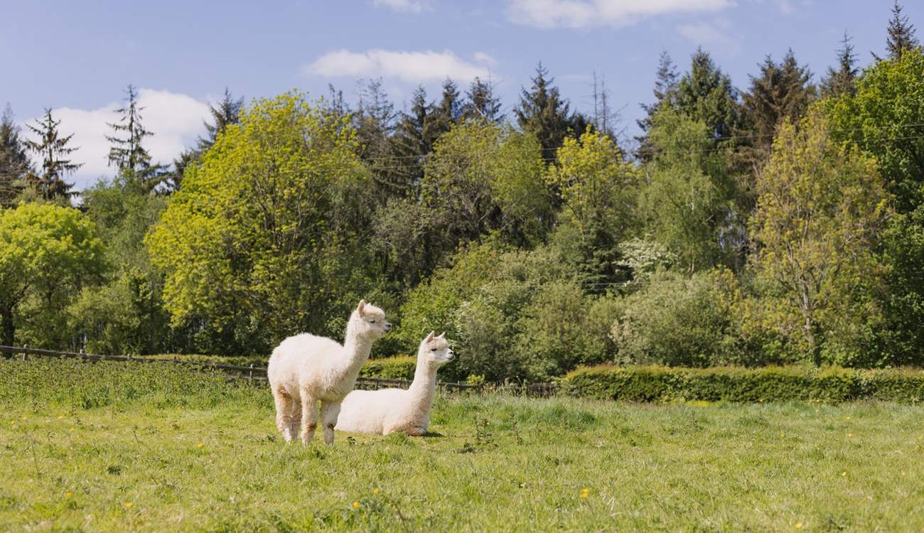 Say hello to your friendly neighbours! Please keep your four-legged friend(s) on a lead around animals and livestock.