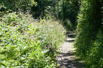 Another treat is the little lane that leads down to Lamorna Cove (a fifteen minute stroll to the Cove itself).