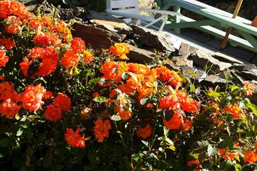 More lovely colour in the garden.