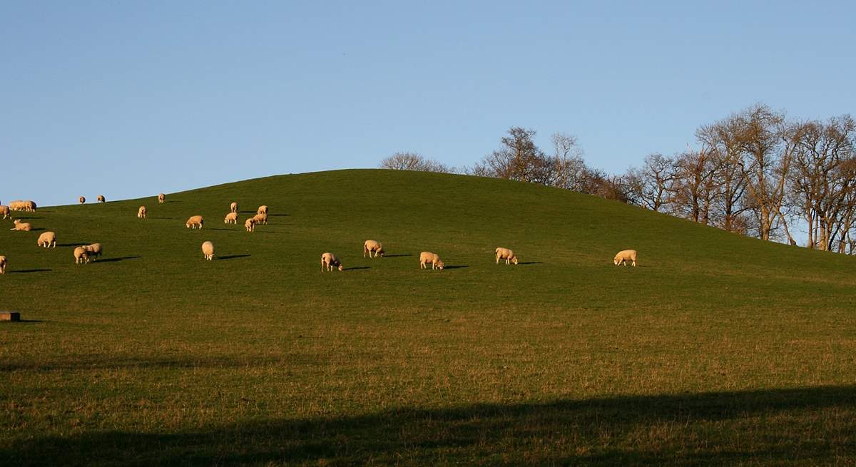 This is a truly magical setting in a pretty valley with the owners' sheep and alpacas in the surrounding fields.