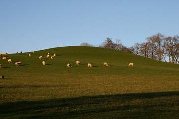 This is a truly magical setting in a pretty valley with the owners' sheep and alpacas in the surrounding fields.