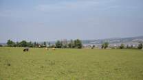 The owners' fields.