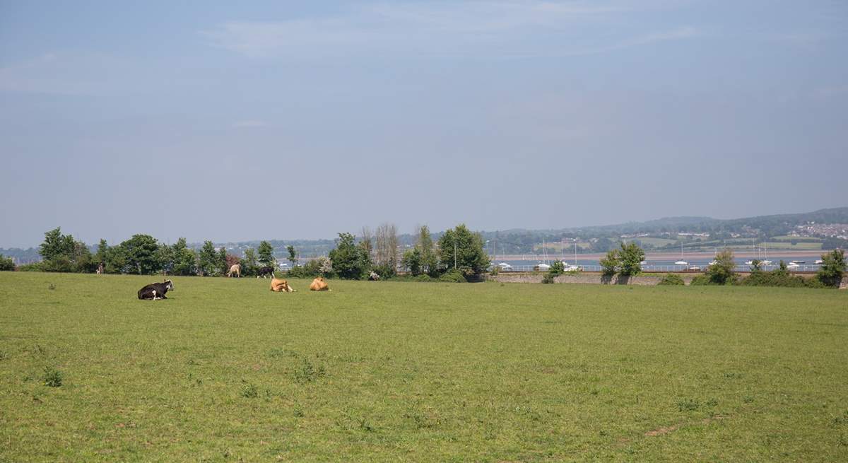 The owners' fields.