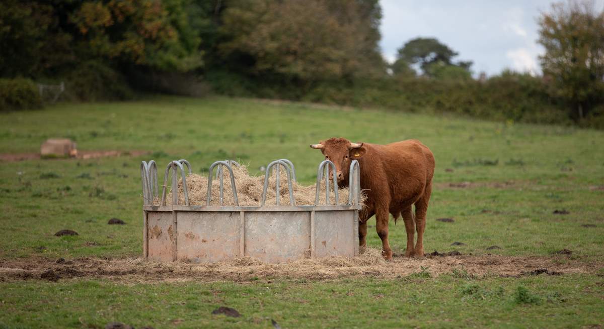 One of your cheeky neighbours.