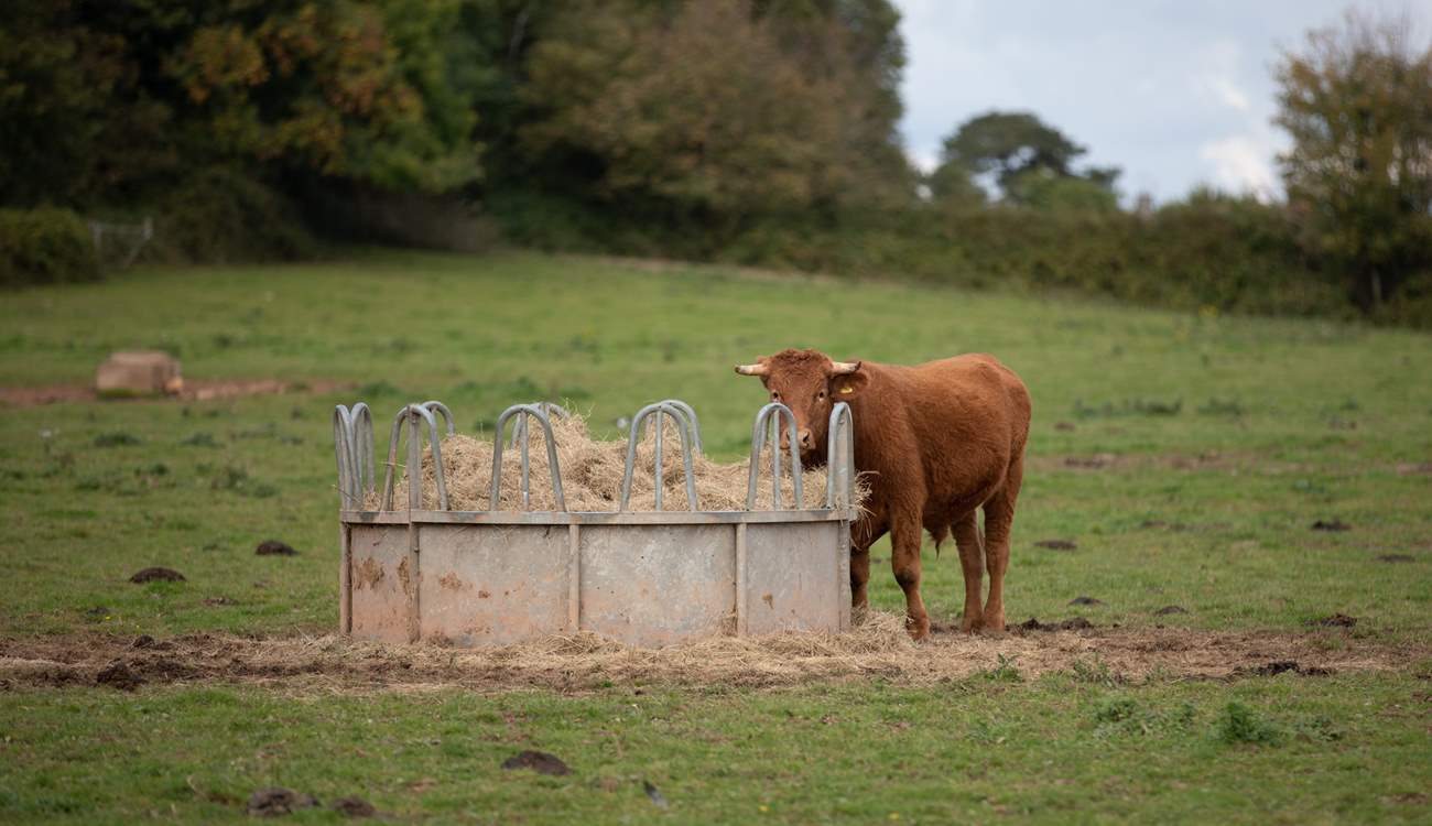One of your cheeky neighbours.