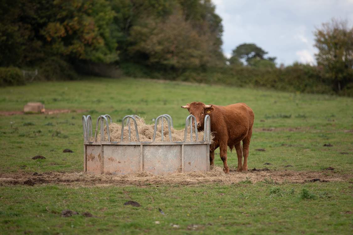 One of your cheeky neighbours.
