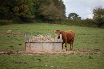 One of your cheeky neighbours.