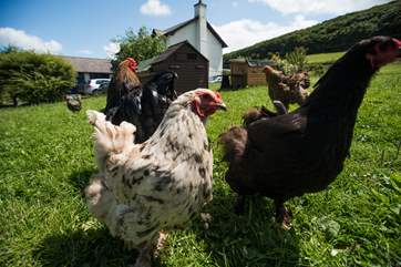 The friendly chickens.